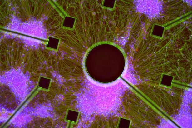 biophotonics
